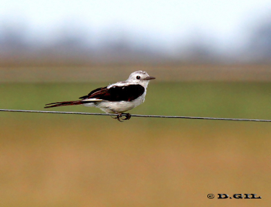 VIUDITA BLANCA GRANDE (Xolmis dominicanus)  - (Hembra) Estero De Pelotas-ROCHA (Enero 2012)